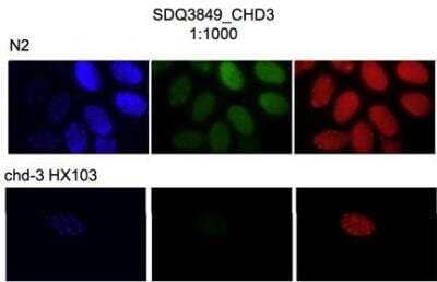 Immunocytochemistry/Immunofluorescence: CHD3 Antibody [48890002] - This image is specific to animal number SDQ3849 MeOH fixation, dilution 1:1000