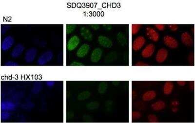 Immunocytochemistry/Immunofluorescence: CHD3 Antibody [48890002] - This image is specific to animal number SDQ3907 MeOH fixation, dilutuon 1:3000