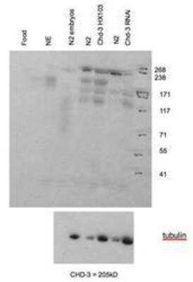 Western Blot: CHD3 Antibody [48890002]  This image is specific to animal number SDQ3849  dilution 1:1000