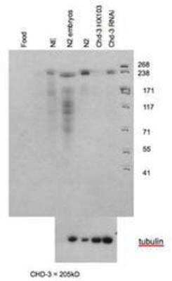 Western Blot: CHD3 Antibody [48890002] This image is specific to animal number SDQ3907 dilution: 1:3000