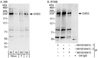 Western Blot: CHD3 Antibody [NB100-60412] - Samples: Whole cell lysate from HeLa (15 and 50 ug for WB; 1 mg for IP, 20% of IP loaded), 293T (T; 50ug) and Jurkat (J; 50 ug) cells.  Antibodies: Affinity purified rabbit anti-CHD3 antibody NB100-60412  (lot 2) used for WB at 0.1 ug/ml (A) and 1 ug/ml (B) and used for IP at 6 ug/mg lysate.  CHD3 was also immunoprecipitated by previous lot 1 of this antibody and by rabbit anti-CHD3 antibody NB100-60413, which recognizes a downstream epitope.  Detection: Chemiluminescence with exposure times of 30 seconds (A and B).