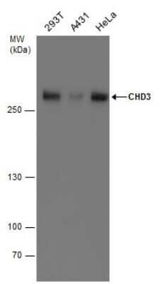 Western Blot: CHD3 Antibody [NBP3-13040] - Various whole cell extracts (30 ug) were separated by 5% SDS-PAGE, and the membrane was blotted with CHD3 antibody (NBP3-13040) diluted at 1:1000.