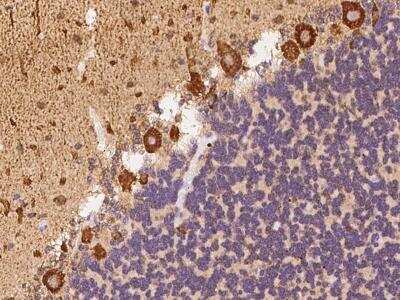 Immunohistochemistry-Paraffin: CHD5 Antibody [NBP3-06267] - Immunochemical staining of human CHD5 in cynomolgus cerebellum with rabbit polyclonal antibody at 1:500 dilution, formalin-fixed paraffin embedded sections.