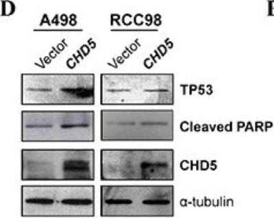 Western Blot: CHD5 Antibody [23320002] - Western blot showed upregulation of cleaved PARP and TP53 in CHD5-expressing RCC cells. a-tubulin was used as a loading control. Image collected and cropped by CiteAb from the following publication (oncotarget.com/fulltext/7822), licensed under a CC-BY license.