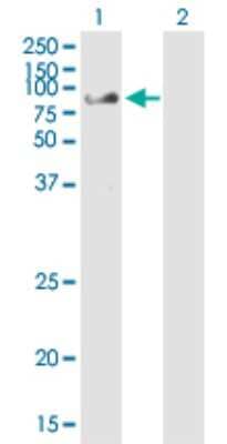 Western Blot: CHFR Antibody (1H3-A12) [H00055743-M01] - Analysis of CHFR expression in transfected 293T cell line by CHFR monoclonal antibody (M01), clone 1H3-A12.Lane 1: CHFR transfected lysate (Predicted MW: 72.1 KDa).Lane 2: Non-transfected lysate.