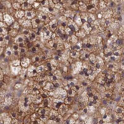 Immunohistochemistry-Paraffin: CHIP/STUB1 Antibody [NBP2-47509] - Staining of human adrenal gland.