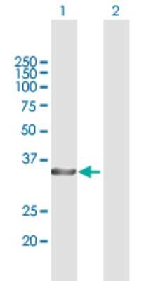 Western Blot: CHIP/STUB1 Antibody [H00010273-B01P] - Analysis of STUB1 expression in transfected 293T cell line by STUB1 polyclonal antibody.  Lane 1: STUB1 transfected lysate(33.33 KDa). Lane 2: Non-transfected lysate.