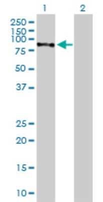 Western Blot: CHML Antibody [H00001122-B01P] - Analysis of CHML expression in transfected 293T cell line by CHML polyclonal antibody.  Lane 1: CHML transfected lysate(72.16 KDa). Lane 2: Non-transfected lysate.