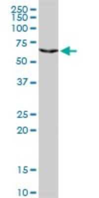 Western Blot: CHML Antibody [H00001122-D01P] - Analysis of CHML expression in HeLa.