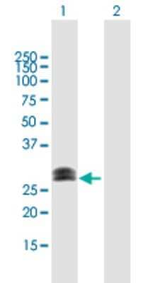 Western Blot: CHMP1a Antibody [H00005119-B01P] - Analysis of CHMP1A expression in transfected 293T cell line by CHMP1A polyclonal antibody.  Lane 1: PCOLN3 transfected lysate(21.56 KDa). Lane 2: Non-transfected lysate.