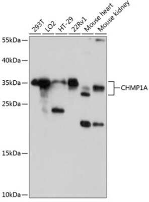 Western Blot: CHMP1a Antibody [NBP2-92043] - Analysis of extracts of various cell lines, using CHMP1a at 1:3000 dilution.Secondary antibody: HRP Goat Anti-Rabbit IgG (H+L) at 1:10000 dilution.Lysates/proteins: 25ug per lane.Blocking buffer: 3% nonfat dry milk in TBST.Detection: ECL Basic Kit .Exposure time: 60s.