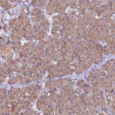 Immunohistochemistry-Paraffin: CHMP2A Antibody [NBP1-91781] - Staining of human pancreas shows low expression as expected.