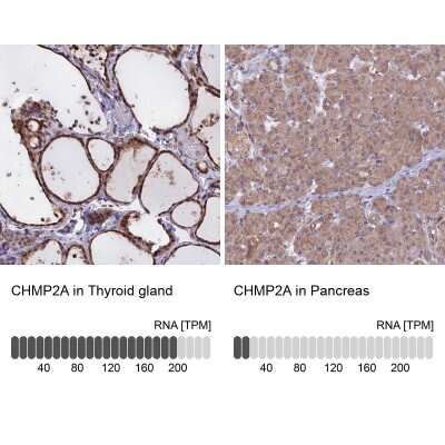 <b>Orthogonal Strategies Validation. </b>Immunohistochemistry-Paraffin: CHMP2A Antibody [NBP1-91781] - Staining in human thyroid gland and pancreas tissues using anti-CHMP2A antibody. Corresponding CHMP2A RNA-seq data are presented for the same tissues.