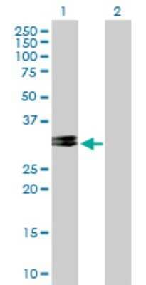 Western Blot: CHMP2A Antibody [H00027243-B01P] - Analysis of CHMP2A expression in transfected 293T cell line by CHMP2A polyclonal antibody.  Lane 1: CHMP2A transfected lysate(24.42 KDa). Lane 2: Non-transfected lysate.