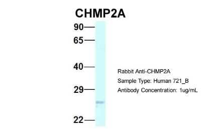 Western Blot: CHMP2A Antibody [NBP2-87182] - Host: Rabbit. Target Name: CHMP2A. Sample Type: 721_B. Antibody Dilution: 1.0ug/mlCHMP2A is supported by BioGPS gene expression data to be expressed in 721_B