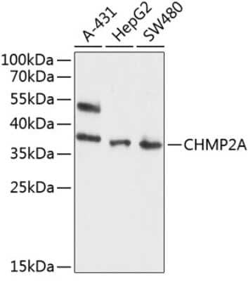 Western Blot: CHMP2A Antibody [NBP2-92017] - Analysis of extracts of various cell lines, using CHMP2A .Exposure time: 90s.