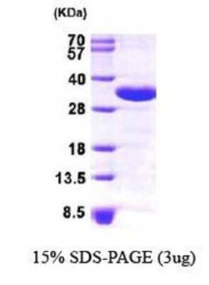 SDS-Page: Recombinant Human CHMP2A Protein [NBP1-30206] - CHMP2A, 27.2 kDa (242aa), confirmed by MALDI-TOF with a purity of 90% by SDS - PAGE