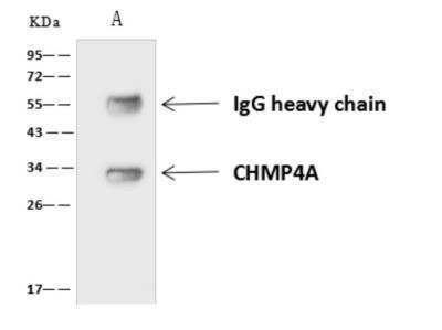 CHMP4A Antibody [NBP3-06005] - CHMP4A was immunoprecipitated using: Lane A:0.5 mg HepG2 Whole Cell Lysate 4 uL anti-CHMP4A rabbit polyclonal antibody and 60 ug of Immunomagnetic beads Protein AG. Primary antibody: Anti-CHMP4A rabbit polyclonal antibody,at 1:100 dilution Secondary antibody: Goat Anti-Rabbit IgG (H+L)HRP  at 110000 dilution Developed using the ECL technique. Performed under reducing conditions. Predicted band size: 25 kDa Observed band size :32 kDa