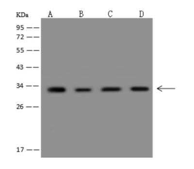 Western Blot: CHMP4A Antibody [NBP3-06005] - Anti-CHMP4A rabbit polyclonal antibody at 1:500 dilution Lane A: HepG2 Whole Cell Lysate Lane B: RT4 Whole Cell Lysate Lane C: HL60 Whole Cell Lysate Lane D: MOLT4 Whole Cell Lysate Lysates/proteins at 30 ug per lane. Secondary Goat Anti-Rabbit IgG (H+L)HRP  at 110000 dilution. Developed using the ECL technique. Performed under reducing conditions. Predicted band size:25 kDa Observed band size:32 kDa