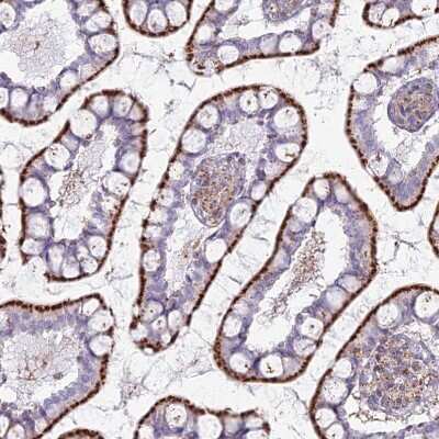 Immunohistochemistry-Paraffin: CHMP4B Antibody [NBP1-91782] - Staining of human small intestine shows moderate to strong granular cytoplasmic positivity in glandular cells.