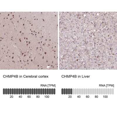 Immunohistochemistry-Paraffin: CHMP4B Antibody [NBP2-49018] - Staining in human cerebral cortex and liver tissues using anti-CHMP4B antibody. Corresponding CHMP4B RNA-seq data are presented for the same tissues.