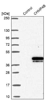 Western Blot: CHMP4B Antibody [NBP1-91782] - Analysis in control (vector only transfected HEK293T lysate) and CHMP4B over-expression lysate (Co-expressed with a C-terminal myc-DDK tag (3.1 kDa) in mammalian HEK293T cells).