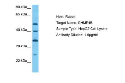 Western Blot: CHMP4B Antibody [NBP2-87183] - Host: Rabbit. Target Name: CHMP4B. Sample Tissue: Human HepG2 Whole Cell. Antibody Dilution: 3ug/ml