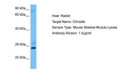 Western Blot: CHMP4B Antibody [NBP2-87184] - Host: Rabbit. Target Name: CHMP4B. Sample Tissue: Mouse Skeletal Muscle lysates. Antibody Dilution: 1ug/ml