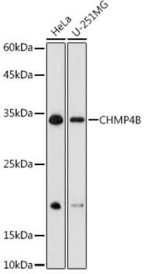 Western Blot: CHMP4B Antibody [NBP2-92805] - Western blot analysis of extracts of various cell lines, using CHMP4B antibody (NBP2-92805) at 1:1000 dilution. Secondary antibody: HRP Goat Anti-Rabbit IgG (H+L) at 1:10000 dilution. Lysates/proteins: 25ug per lane. Blocking buffer: 3% nonfat dry milk in TBST. Detection: ECL Basic Kit. Exposure time: 90s.