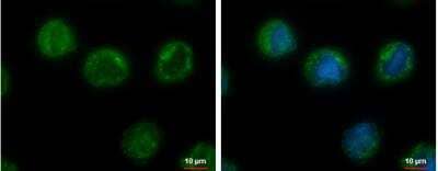 Immunocytochemistry/Immunofluorescence: CHMP5 Antibody [NBP1-32597] - HL-60 cells were fixed in ice-cold MeOH for 5 min. Green: CHMP5 protein stained by CHMP5 antibody [N1C3] diluted at 1:500. Blue: Hoechst 33342 staining.