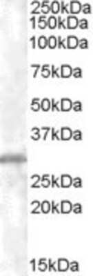 Western Blot: CHMP5 Antibody [NB100-1512] - Staining of K562 lysate (35ug protein in RIPA buffer). Primary incubation was 1 hour. Detected by chemiluminescence.
