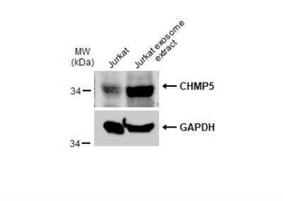 Western Blot CHMP5 Antibody