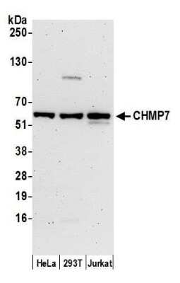 Western Blot: CHMP7 Antibody [NBP2-61237] - Detection of human CHMP7 by western blot. Samples: Whole cell lysate (15 ug) from HeLa, 293T, and Jurkat cells prepared using NETN lysis buffer. Antibody: Affinity purified rabbit anti-CHMP7 antibody NBP2-61237 used for WB at 1:1000. Detection: Chemiluminescence with an exposure time of 3 minutes.