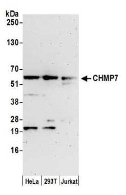 Western Blot: CHMP7 Antibody [NBP2-61238] - Detection of human CHMP7 by western blot. Samples: Whole cell lysate (15 ug) from HeLa, 293T, and Jurkat cells prepared using NETN lysis buffer. Antibody: Affinity purified rabbit anti-CHMP7 antibody NBP2-61238 used for WB at 1:1000. Detection: Chemiluminescence with an exposure time of 3 minutes.
