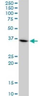 Western Blot: CHN 1 Antibody (3A3) [H00001123-M03] - Analysis of CHN1 expression in HeLa(Cat # L013V1).