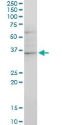 Western Blot: CHN 1 Antibody (3A3) [H00001123-M03] - Analysis of CHN1 expression in PC-12 (Cat # L012V1).