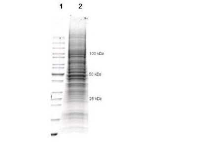 Western Blot: CHO K1 Whole Cell Lysate [NB800-PC13] - Coomassie stained SDS-PAGE of 35 ul of CHO Whole Cell Lysate (Ready-to-Use) separated in a 4-20% gradient gel under reducing conditions (lane 2). Molecular weight standards are shown in lane 1.