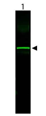 Western Blot: CHO K1 Whole Cell Lysate [NB800-PC13] - Detection of alpha tubulin in lane 1. CHO/K1 Whole Cell Lysate (10 g) was run on a 4-20% gel, then transferred to 0.45 um nitrocellulose. After blocking with 1% BSA-TTBS 30 min at 20C, primary antibody was used at 1:1000 overnight at 4C. Anti-Rabbit IgG (H&L) (GOAT) antibody IRDye800CW secondary antibody was used at 1:20,000 in Blocking Buffer for Fluorescent Western Blotting and imaged on the LiCor Odyssey imaging system. Arrow indicates correct 50 kDa molecular weight position expected for alpha tubulin.