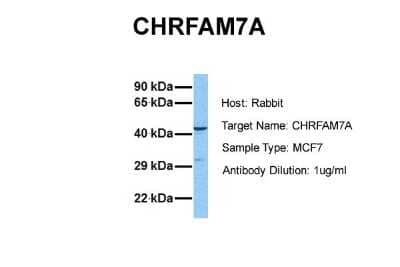 Western Blot CHRFAM7A Antibody