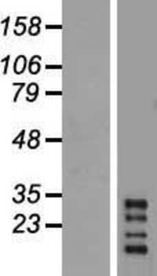 Western Blot CHRFAM7A Overexpression Lysate