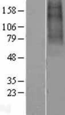 Western Blot: CHRNA9 Overexpression Lysate (Adult Normal) [NBL1-09185] Left-Empty vector transfected control cell lysate (HEK293 cell lysate); Right -Over-expression Lysate for CHRNA9.