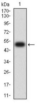 Western Blot: CHRND Antibody (1H1F9) [NBP2-61733] - Analysis using CHRND mAb against human CHRND (AA: extra 22-245) recombinant protein. (Expected MW is 52.2 kDa)