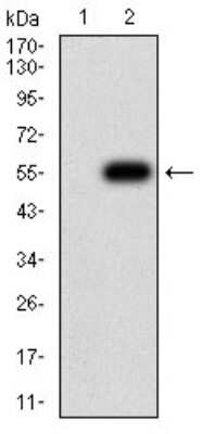 Western Blot: CHRND Antibody (1H1F9) [NBP2-61733] - Analysis using CHRND mAb against HEK293 (1) and CHRND (AA: extra 22-245)-hIgGFc transfected HEK293 (2) cell lysate.