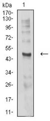 Western Blot: CHRND Antibody (1H1F9) [NBP2-61733] - Analysis using CHRND mouse mAb against C6 (1) cell lysate.