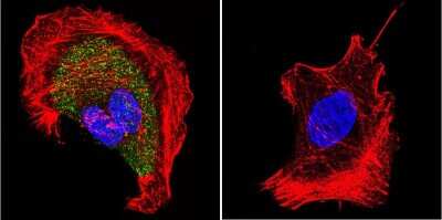 Immunocytochemistry/Immunofluorescence: CHRND Antibody (88B) [NB120-2804] - Analysis of Nicotinic Acetylcholine Receptor using Anti-Nicotinic Acetylcholine Receptor Monoclonal Antibody (88B) shows staining in U251 Cells. Nicotinic Acetylcholine Receptor staining (green), F-Actin staining with Phalloidin (red) and nuclei with DAPI (blue) is shown. Cells were grown on chamber slides and fixed with formaldehyde prior to staining. Cells were probed without (control) or with or an antibody recognizing Nicotinic Acetylcholine Receptor at a dilution of 1:20 over night at 4C, washed with PBS and incubated with a DyLight-488 conjugated.