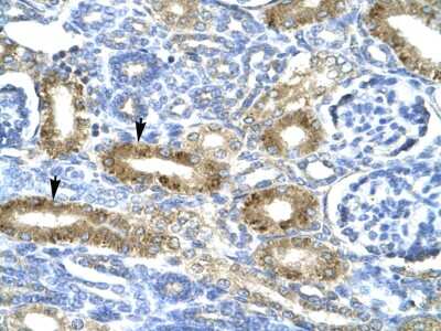 Immunohistochemistry: CHRND Antibody [NBP3-10873] - Immunohistochemical analysis of human kidney.