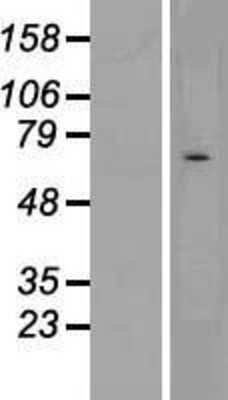 Western Blot CHRND Overexpression Lysate