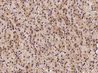 Immunohistochemistry-Paraffin: CHST12 Antibody [NBP2-97234] - Immunochemical staining of human CHST12 in human adrenal gland with rabbit polyclonal antibody at 1:100 dilution, formalin-fixed paraffin embedded sections.