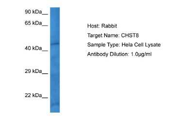 Western Blot: CHST8 Antibody [NBP2-87189] - Host: Rabbit. Target Name: CHST8. Sample Tissue: Hela Whole Cell lysates. Antibody Dilution: 1ug/ml