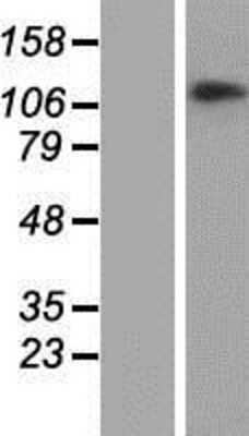 Western Blot: CHTF18 Overexpression Lysate (Adult Normal) [NBP2-06469] Left-Empty vector transfected control cell lysate (HEK293 cell lysate); Right -Over-expression Lysate for CHTF18.